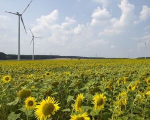 "Buchhein": Windpark einer Genossenschaft. Quelle & ©: Greenpeace Energy eG